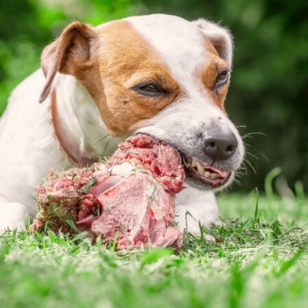 Pet dog chewing on tasty neck bone