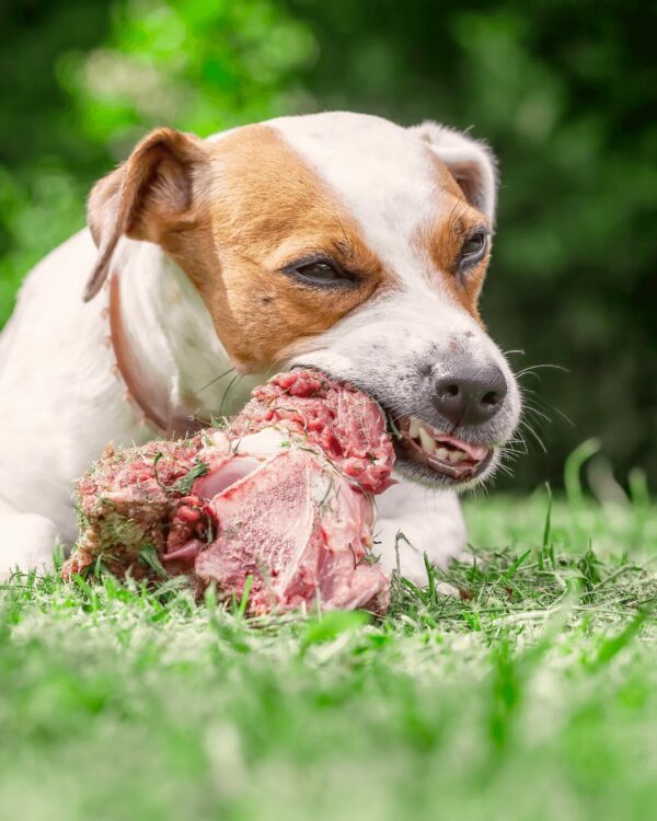 Pet dog chewing on tasty neck bone