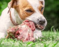 Pet dog chewing on tasty neck bone